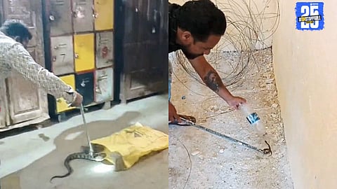 Russell’s viper caught at the Karad water purification center, raising serious concerns about hygiene and safety.
