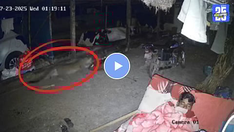leopard attacks calf not man viral video
