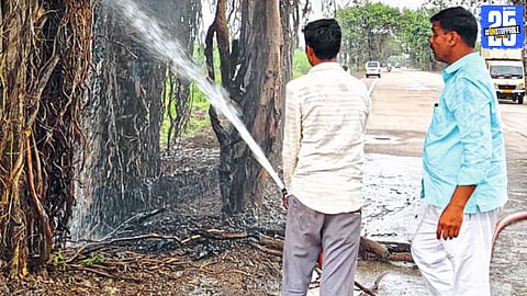 The partially scorched banyan tree that was saved from complete destruction due to timely intervention by locals.