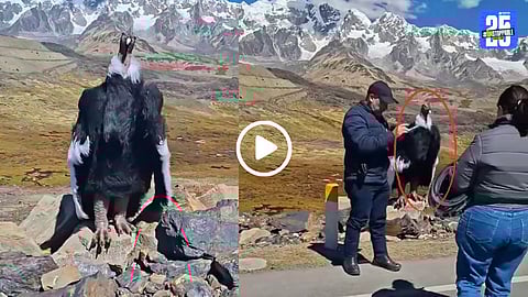 viral video giant bird looks like jatayu ramayan