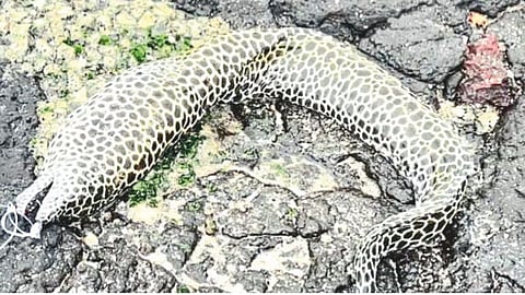 Leopard Fish Ladghar