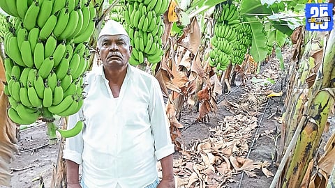 Raghunath Pawar from Bambawade proudly showcasing his 35 kg banana bunches – now exported to Iran and Iraq.