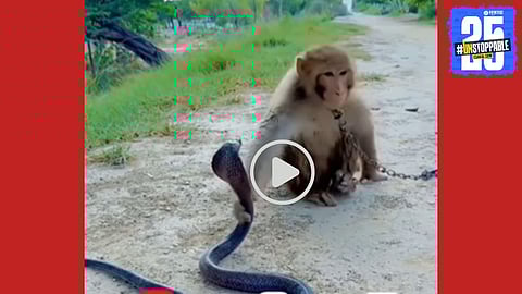 A monkey fearlessly engages with a hooded cobra—this astonishing moment was captured in a viral video that shocked the internet.

