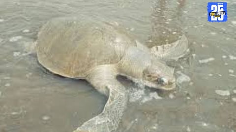 Wildlife Concern: Turtle Deaths Repeat Near Rajghat in Rankala