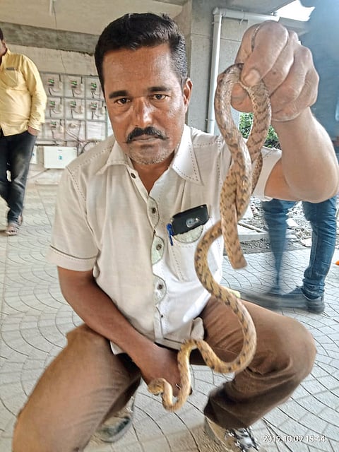 सापाला जीवदान देणारा अवलिया खलिल