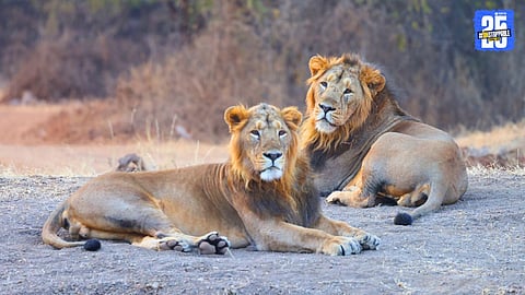 Gir Lions Jai Veeru Die Together | Sholay-Like Friendship Ends