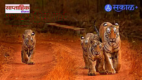 tiger conservation