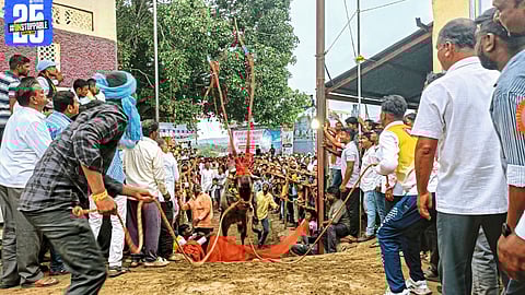 84 bulls storm the arena in Bidal’s Toran Marne contest; halgi beats and crowd cheers set the festive tone.