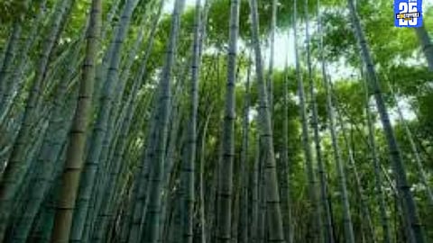 Satara farmers engage in large-scale bamboo plantation as part of a sustainable farming initiative.