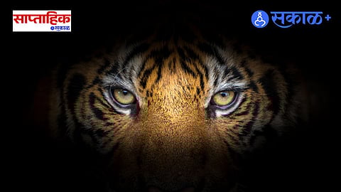  Human-tiger conflict