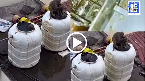 Monkey bath viral video