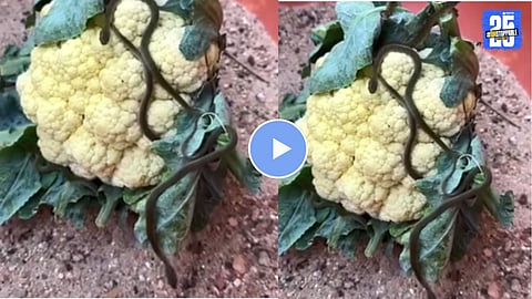 Viral Video Hidden Snake in Cauliflower Sparks Monsoon Vegetable Concerns