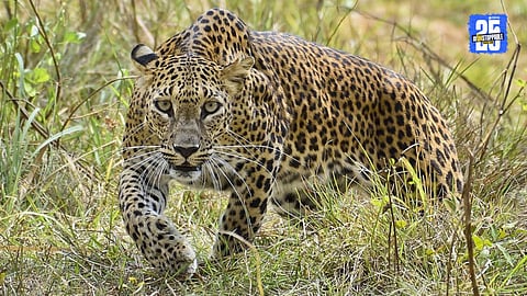 Gorewada Zoo
