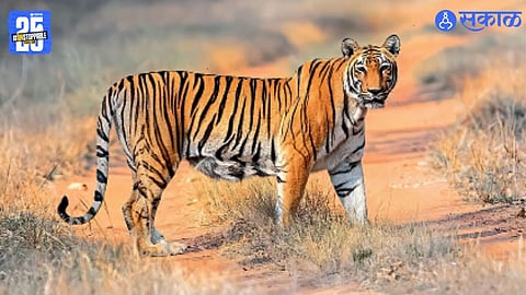 Tiger Reserves