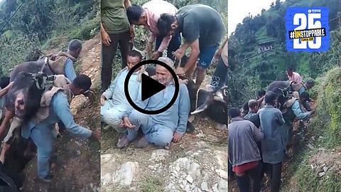 A heartwarming moment as Himachal villagers carry a sick cow on their back to seek medical help — a viral symbol of compassion and rural humanity.

