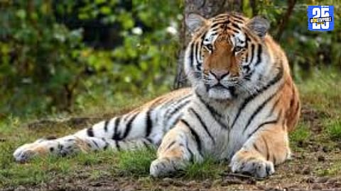 A majestic tigress captured in Sahyadri Tiger Reserve – the symbol of thriving wildlife and conservation progress.