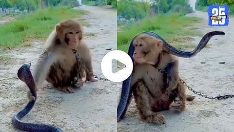 A fearless monkey bows before a cobra, then astonishingly places the venomous snake on its head, leaving viewers shocked.