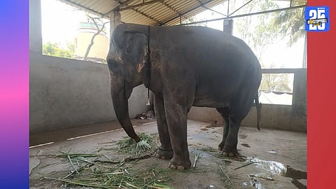 mahadevi elephant