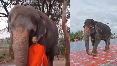 Elephant On Nandani Maharaj