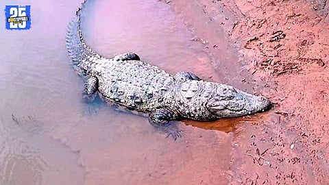 Crocodile Presence Near Koyna: Authorities Launch Awareness Drive
