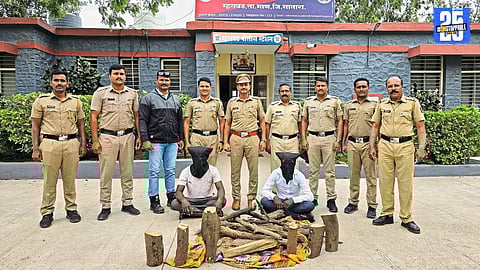 Mhaswad Police Nab Sandalwood Smugglers; Valuable Logs Recovered