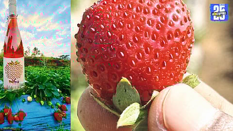 Maharashtra’s Kaswand Strawberry Wine Secures International Approval