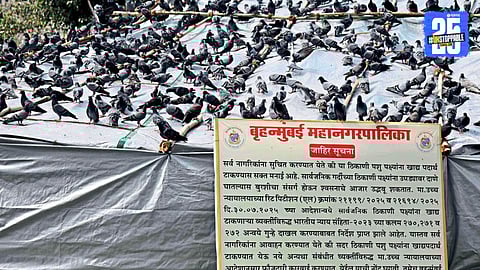 Dadar Kabutar Khana News 