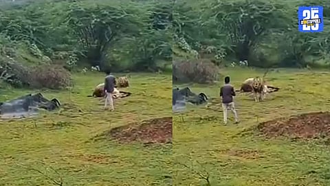 Lion Leaves Prey, Charges at Man Trying to Click Photo – Viral Video