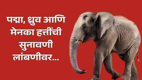 Elephants Padma Dhruva Menaka