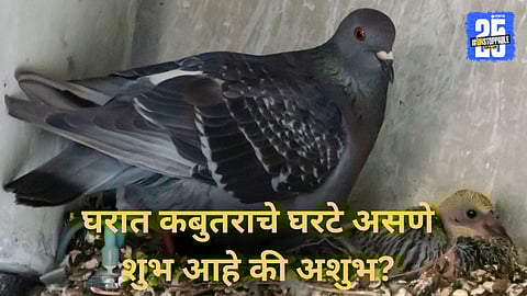 is a pigeon nest in house lucky or unlucky

