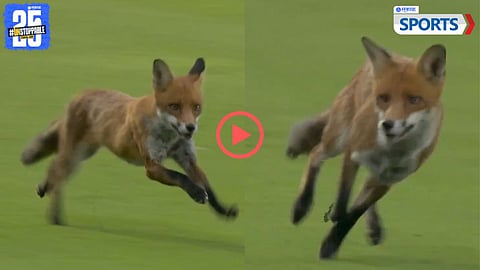 Fox at Lord's Cricket Ground
