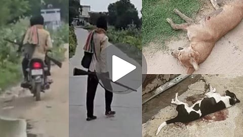 Dog Shooting Incident