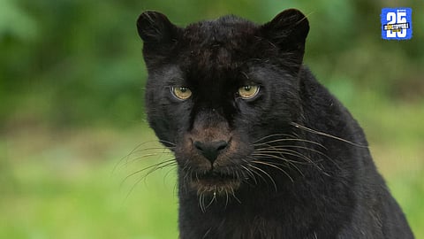 Rare Black Leopard Pair