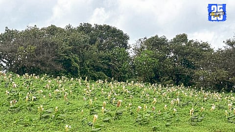 A breathtaking carpet of wild turmeric flowers blooming at Kaas Plateau, Satara — a seasonal wonder in the Western Ghats.