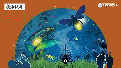 Black widow spider facts