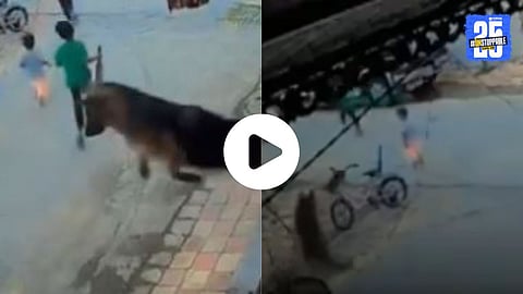 A brave German Shepherd jumps over a gate to protect children from a stray dog, an act caught on CCTV and now going viral.