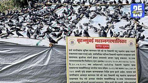 Mumbai Kabutar khana 