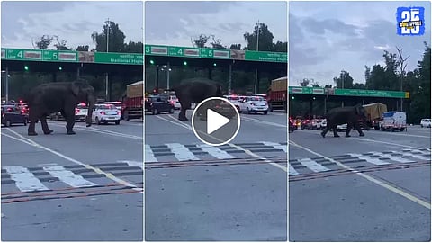 Video Wild Elephant attacks car Near Dehradun Haridwar Toll Plaza