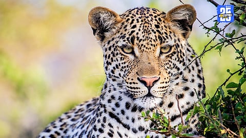 Increasing Leopard's in Junnar