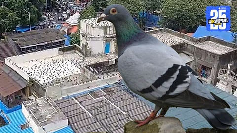 Unauthorized Kabutar khana In Dadar