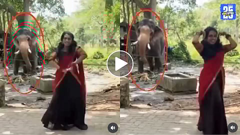 Elephant dances in sync with woman viral video