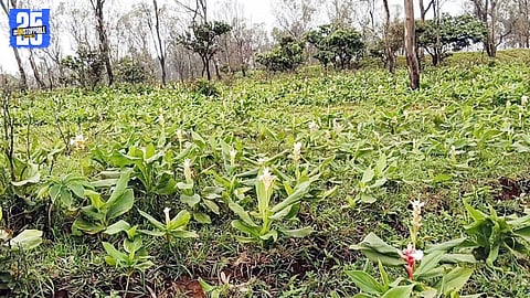 "Bhilar Plateau’s wildflower bloom paints the landscape in vibrant colors this monsoon