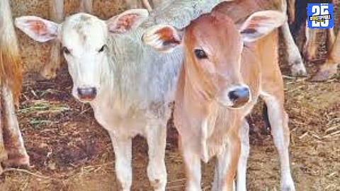 Satara becomes the first district in Maharashtra to launch embryo transplant technology for improved calf breeding and dairy growth."