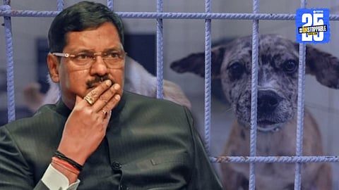 Supreme Court Stray Dogs