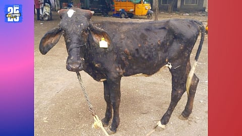 lumpy skin disease
