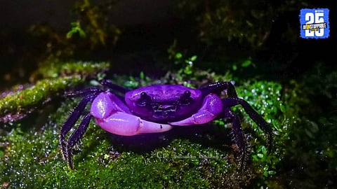 A rare purple-and-white Sirindhorn Crab spotted in Kaeng Krachan National Park, Thailand, named in honor of Princess Maha Chakri Sirindhorn.