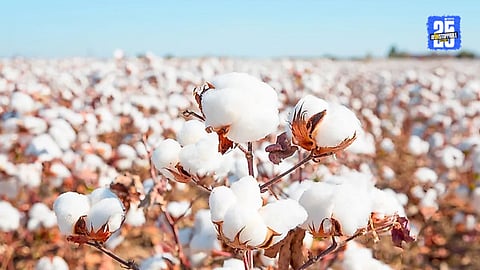 cotton farming