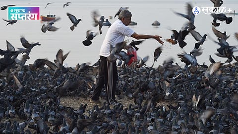 Feeding pigeons