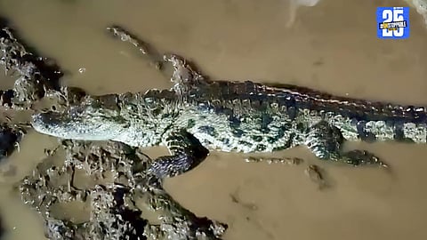 "Injured crocodile rescued from Mumbai-Goa Highway after heavy rains."