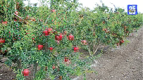 Pomegranate Theft 
